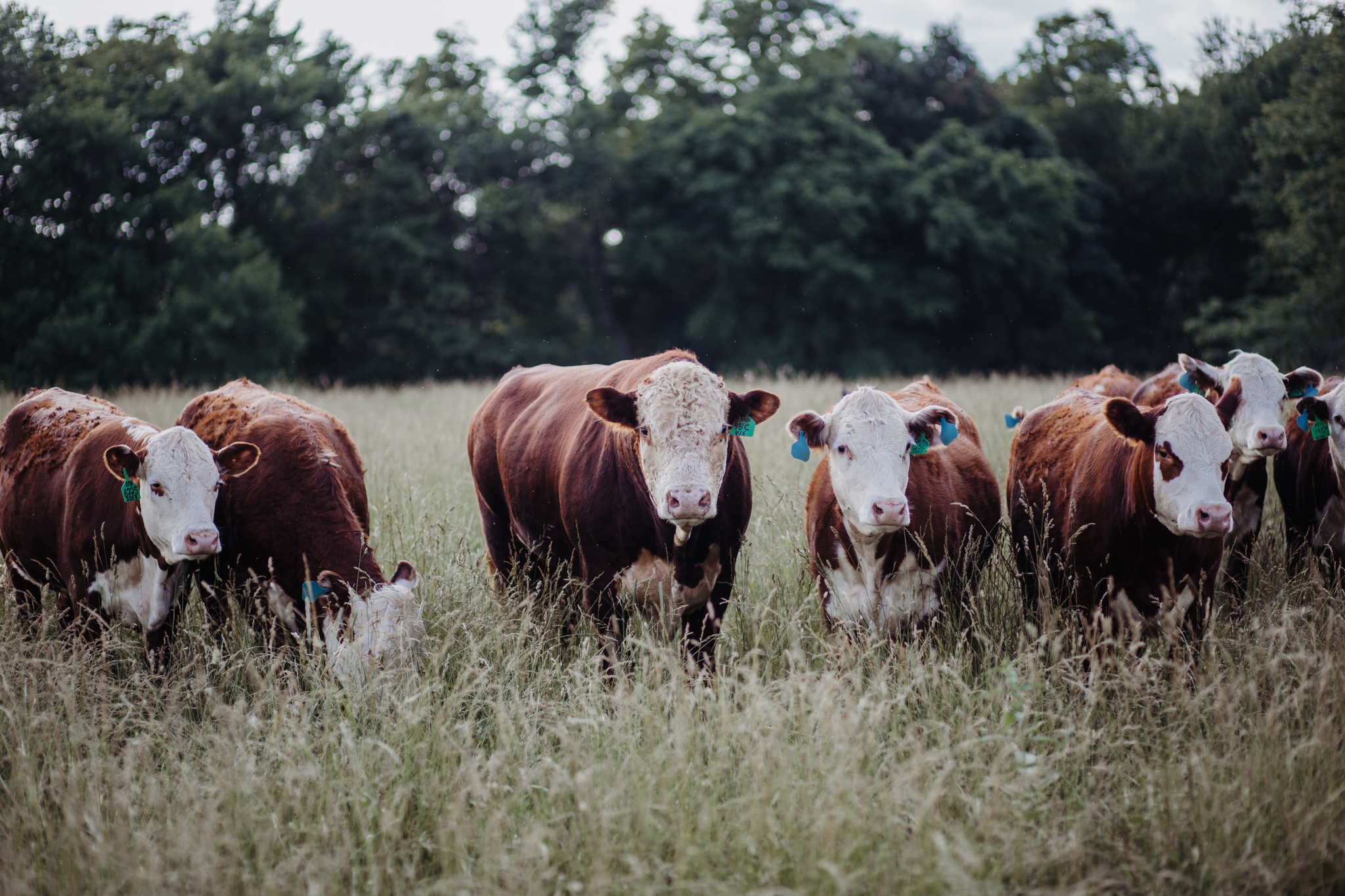 cows standing in a row