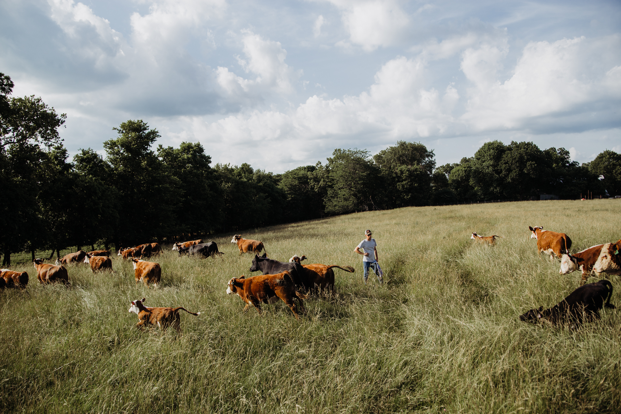 herd of cows in a field with a farmer