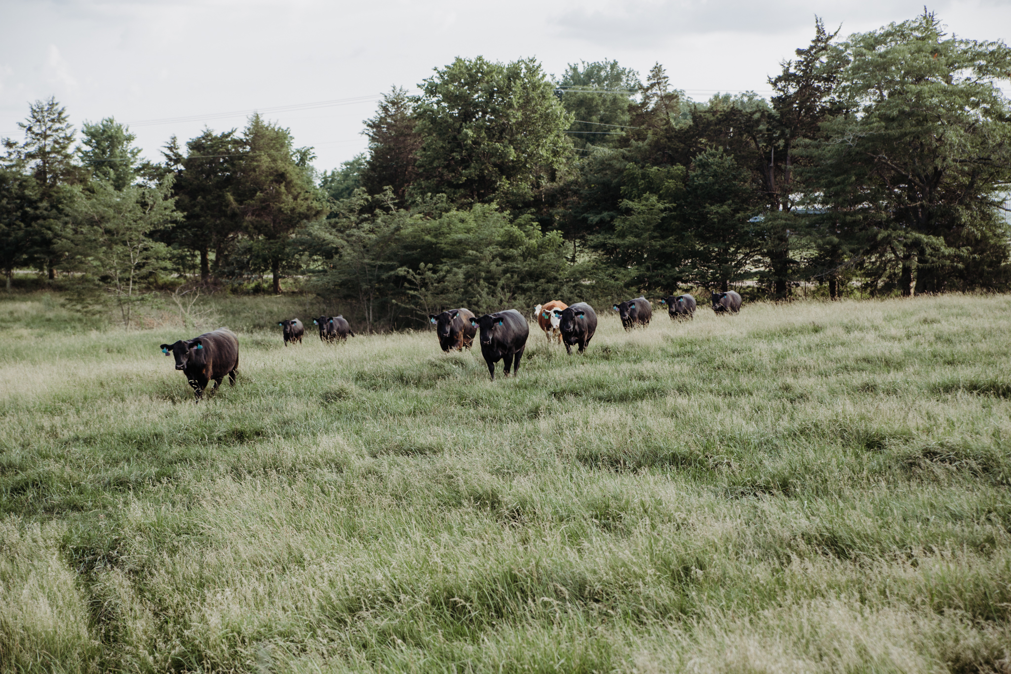 herd of black cows