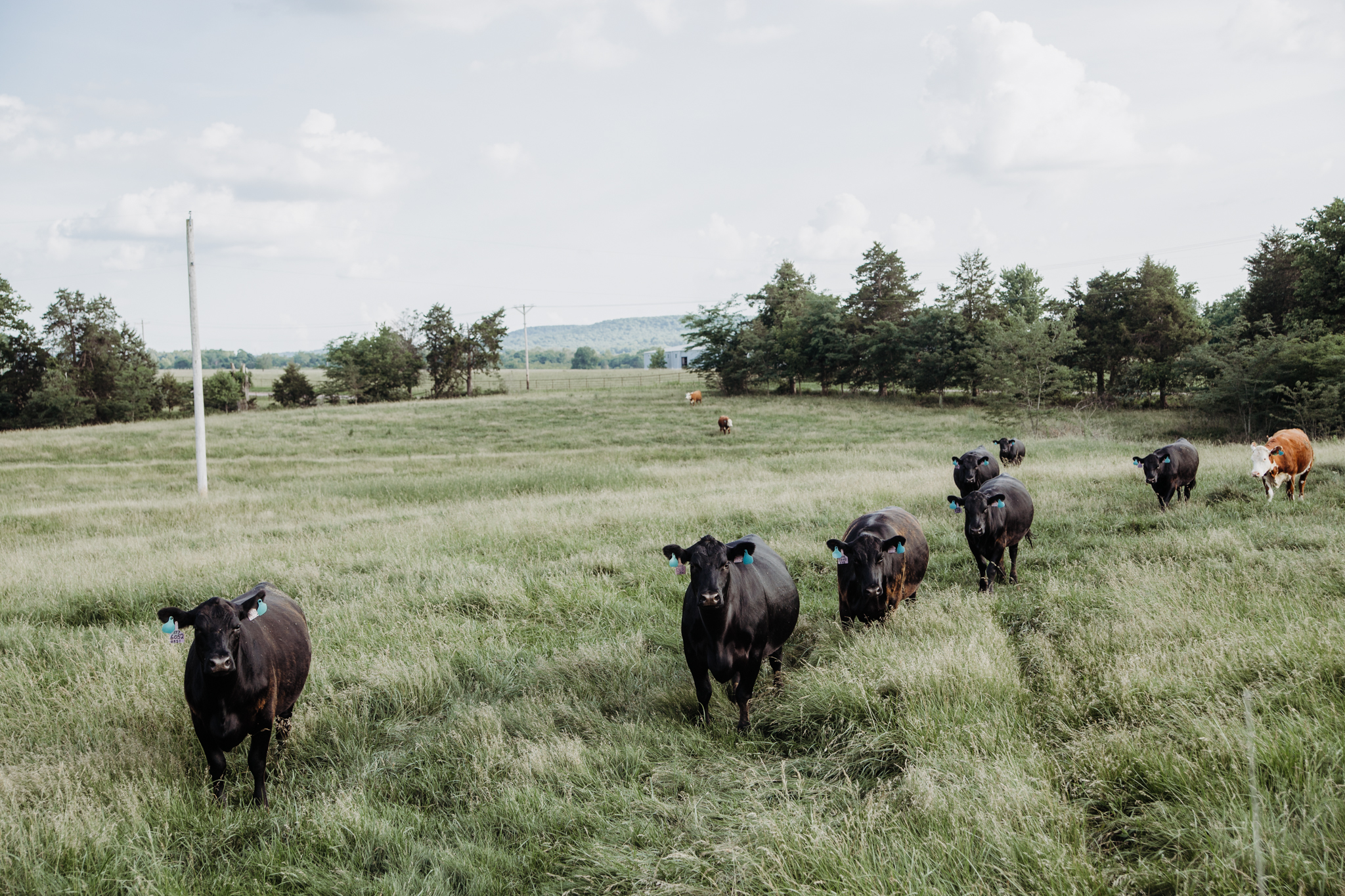 black cows in a line