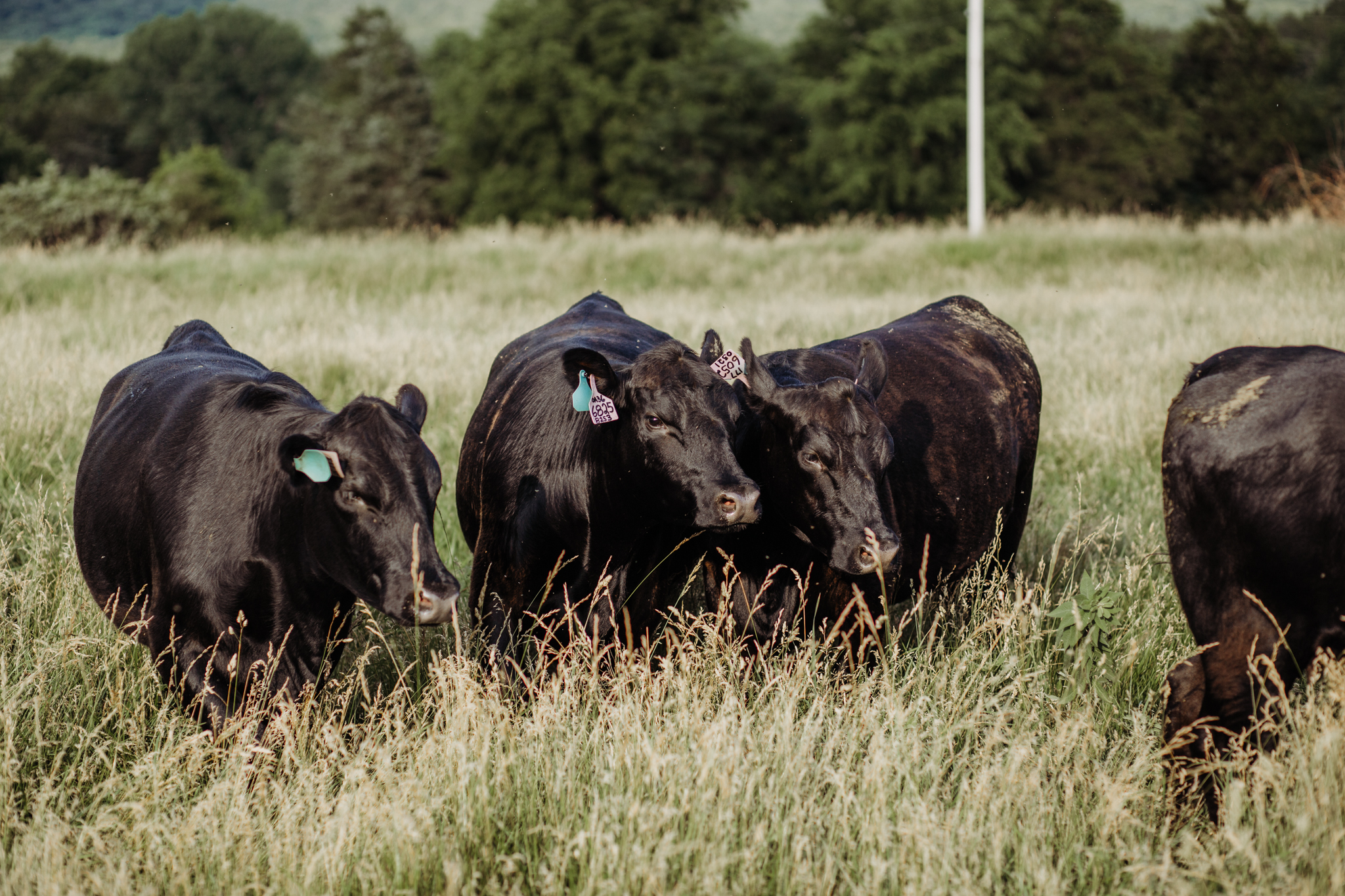 group of black cows